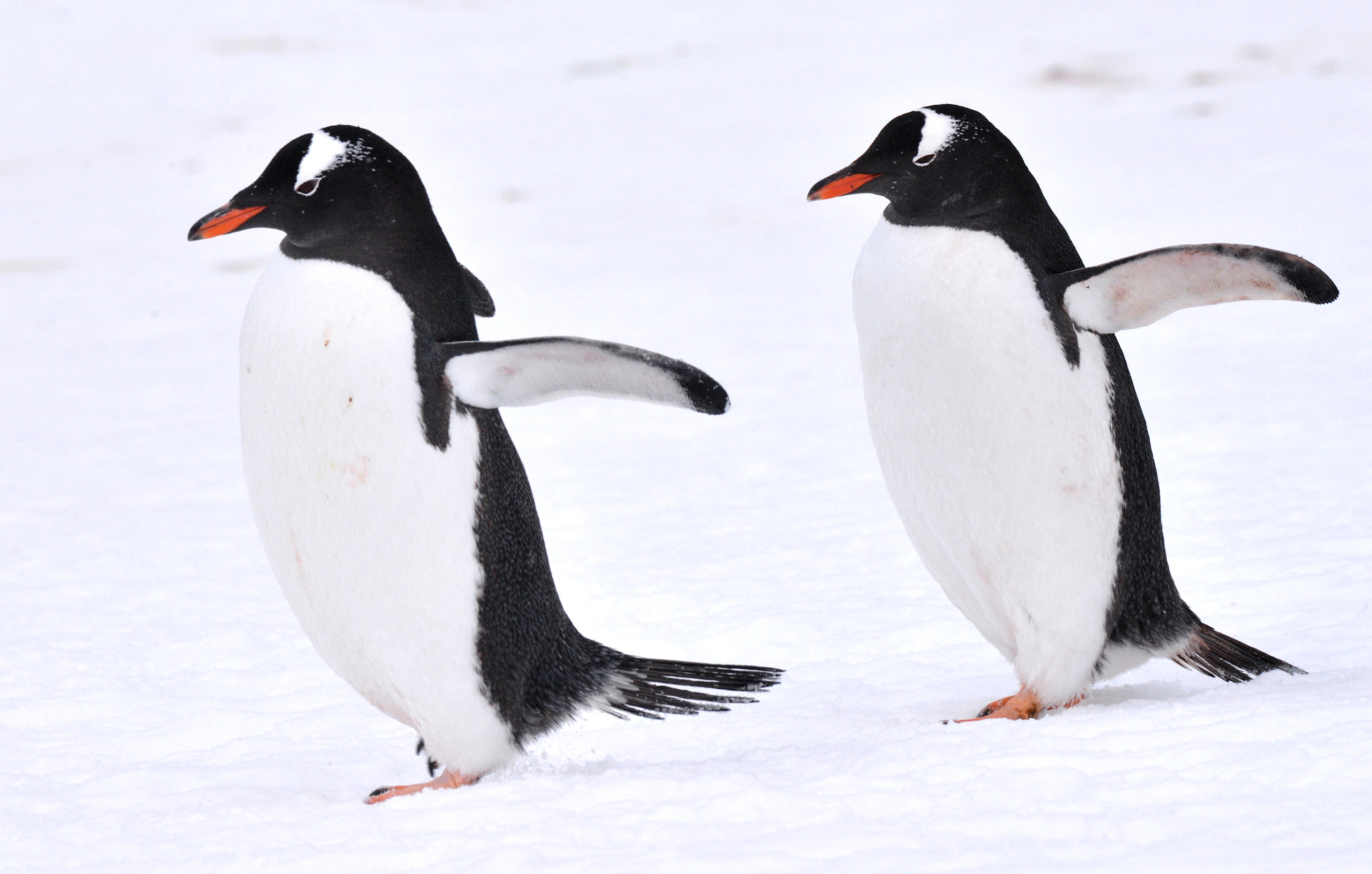 Antarctica: Fly The Drake Passage