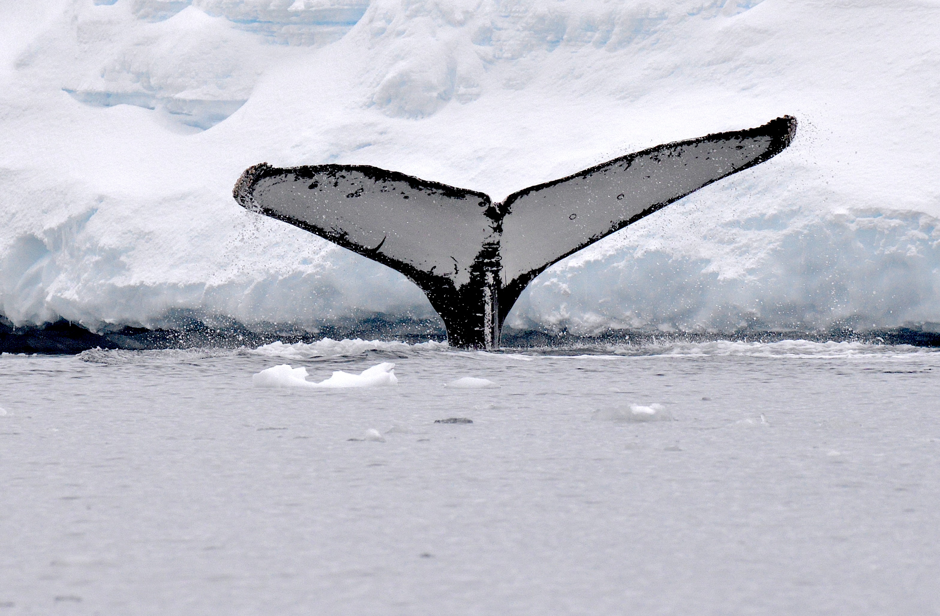 Antarctica: Fly The Drake Passage