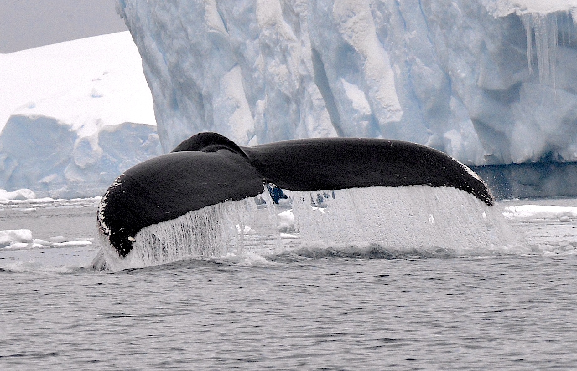Iconic Antarctica - Extended Expedition