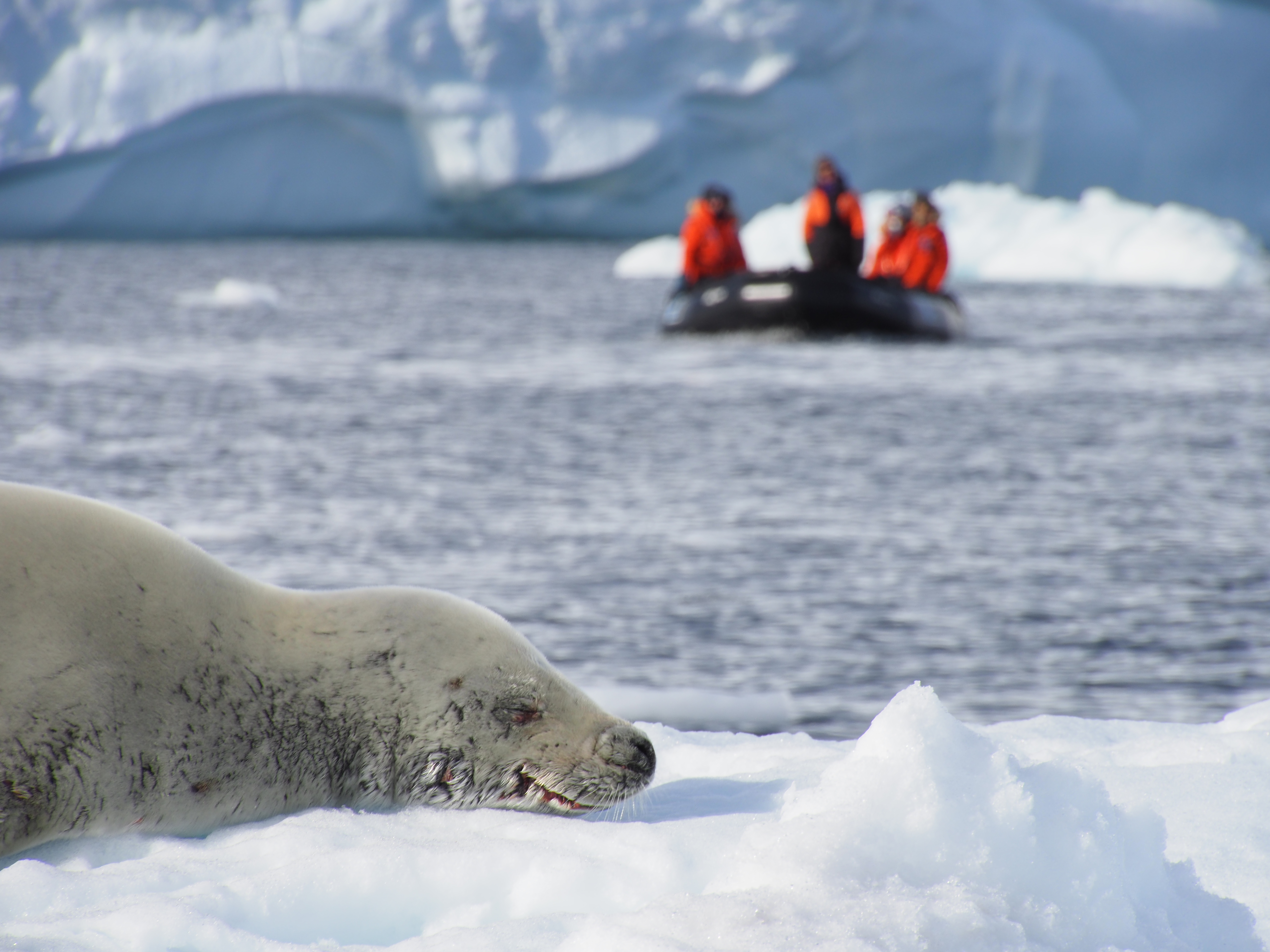 Leopard Seal on ice, Zodiac in background