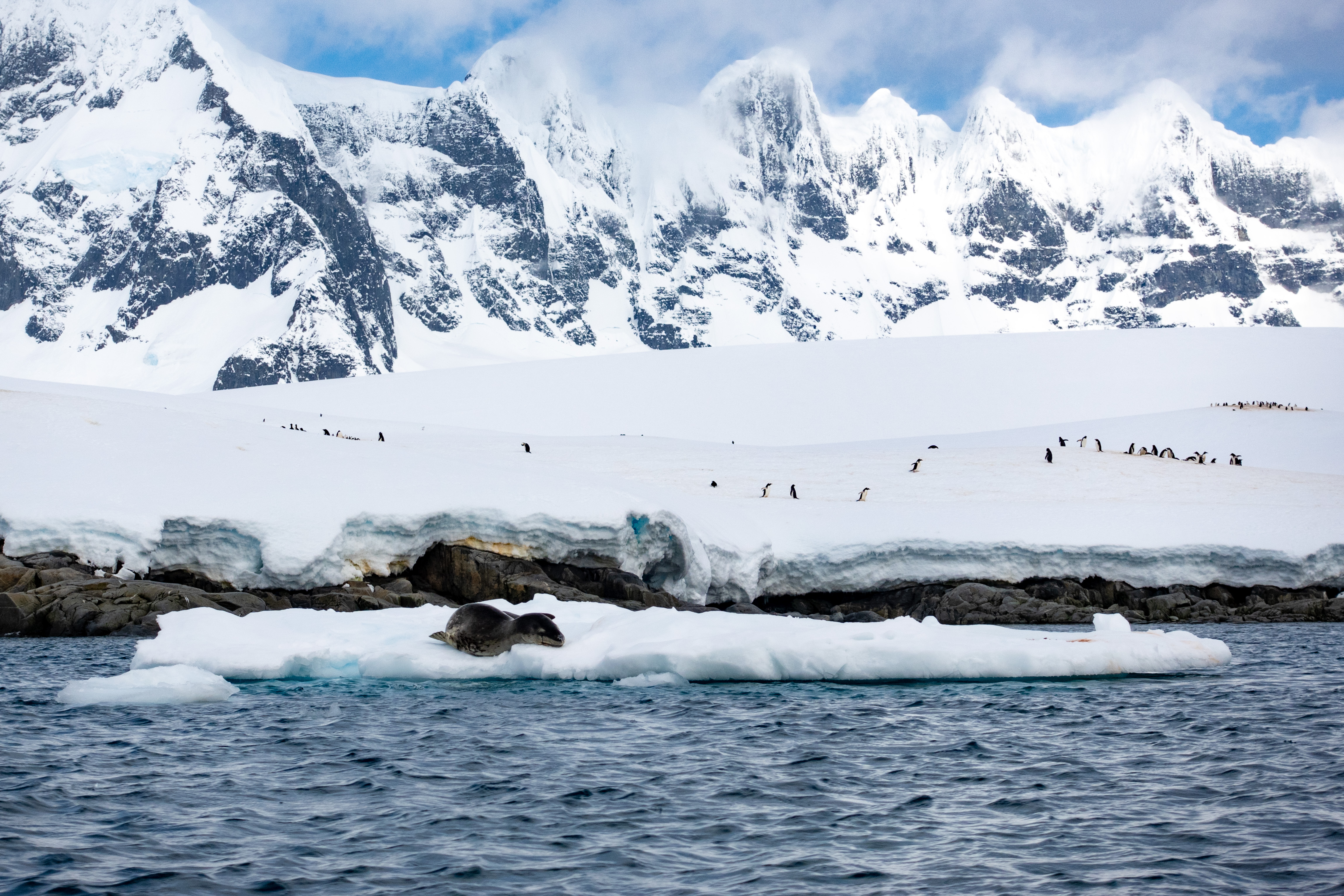 Leopard Seal waiting for penguins on Jougla Point, Antarctica