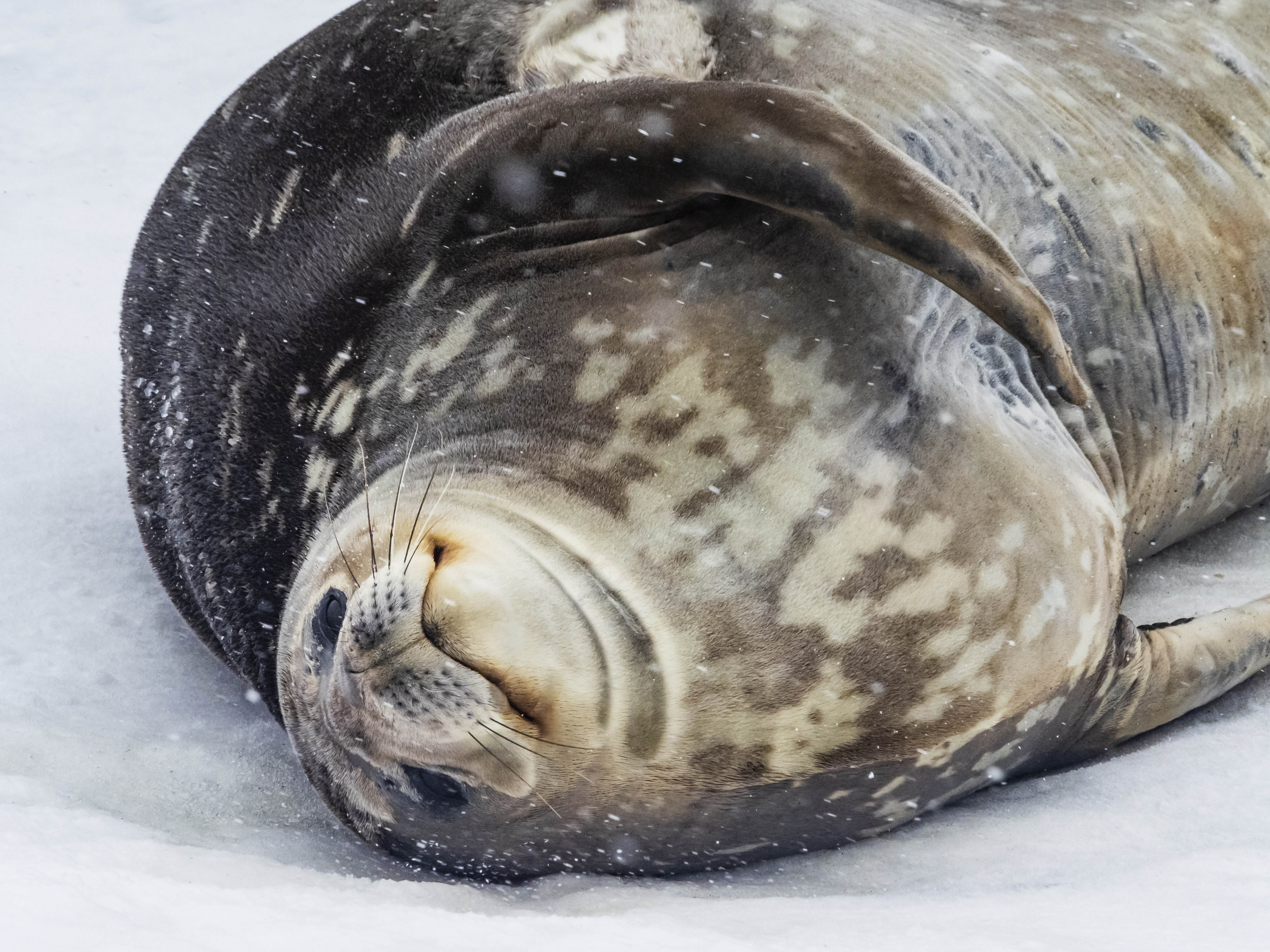 Antarctica Direct: Fly & Sail the Drake Passage (12 days)