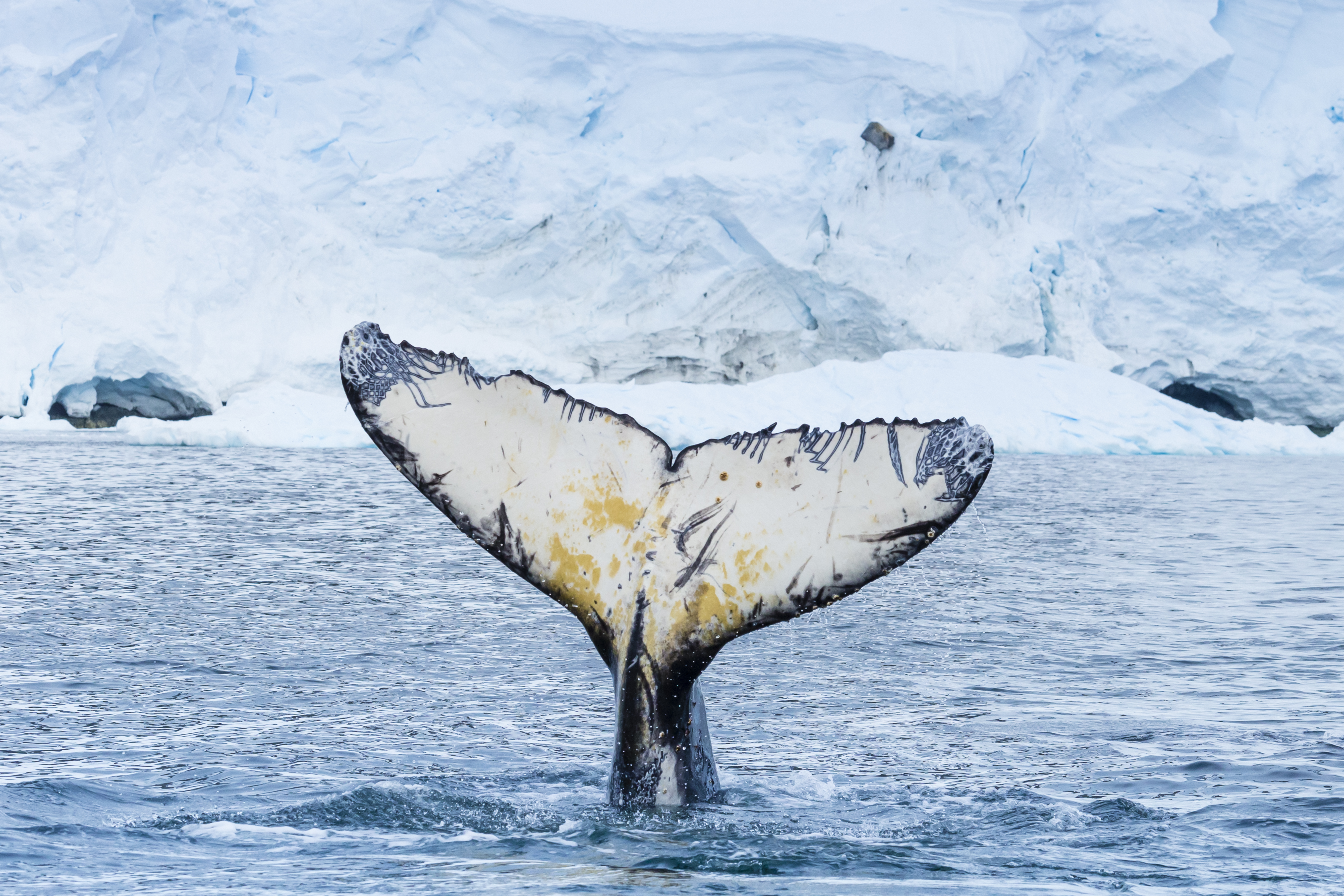 Antarctica Direct: Fly & Sail the Drake Passage (12 days)