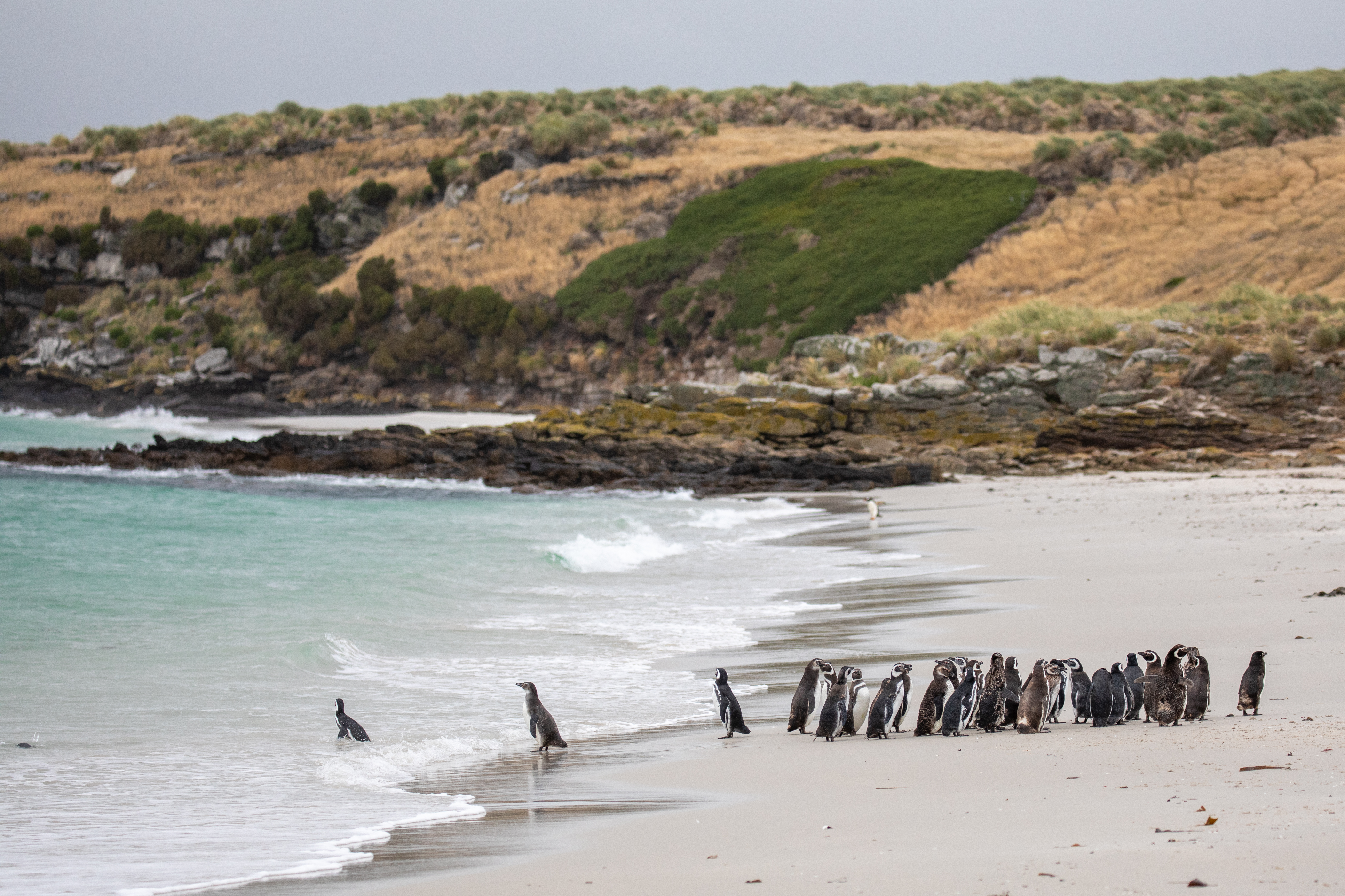 Penguins of the Far South: Falklands, South Georgia & Antarctica with special guest Billy Heaney