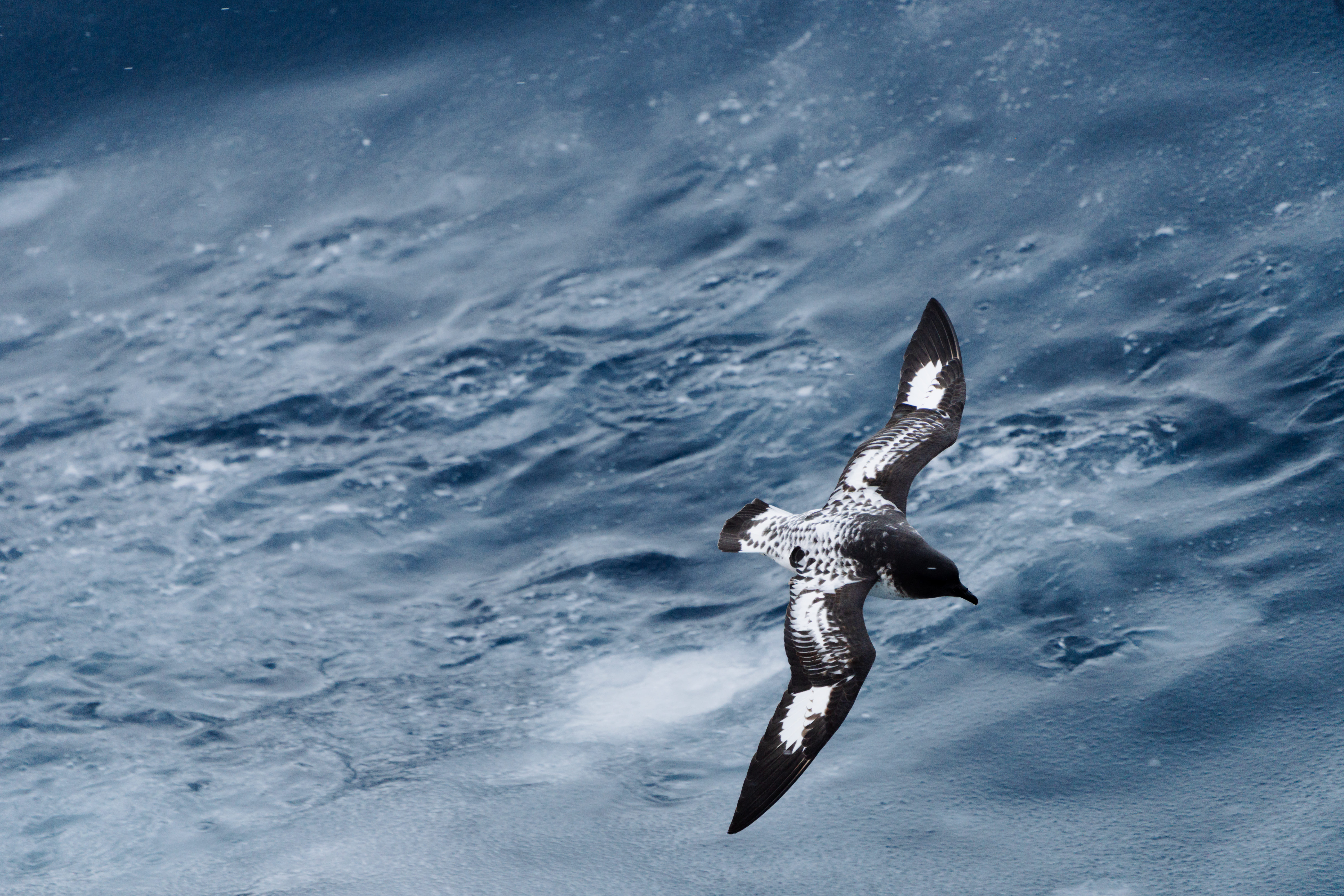 Iconic Antarctica - Extended Expedition