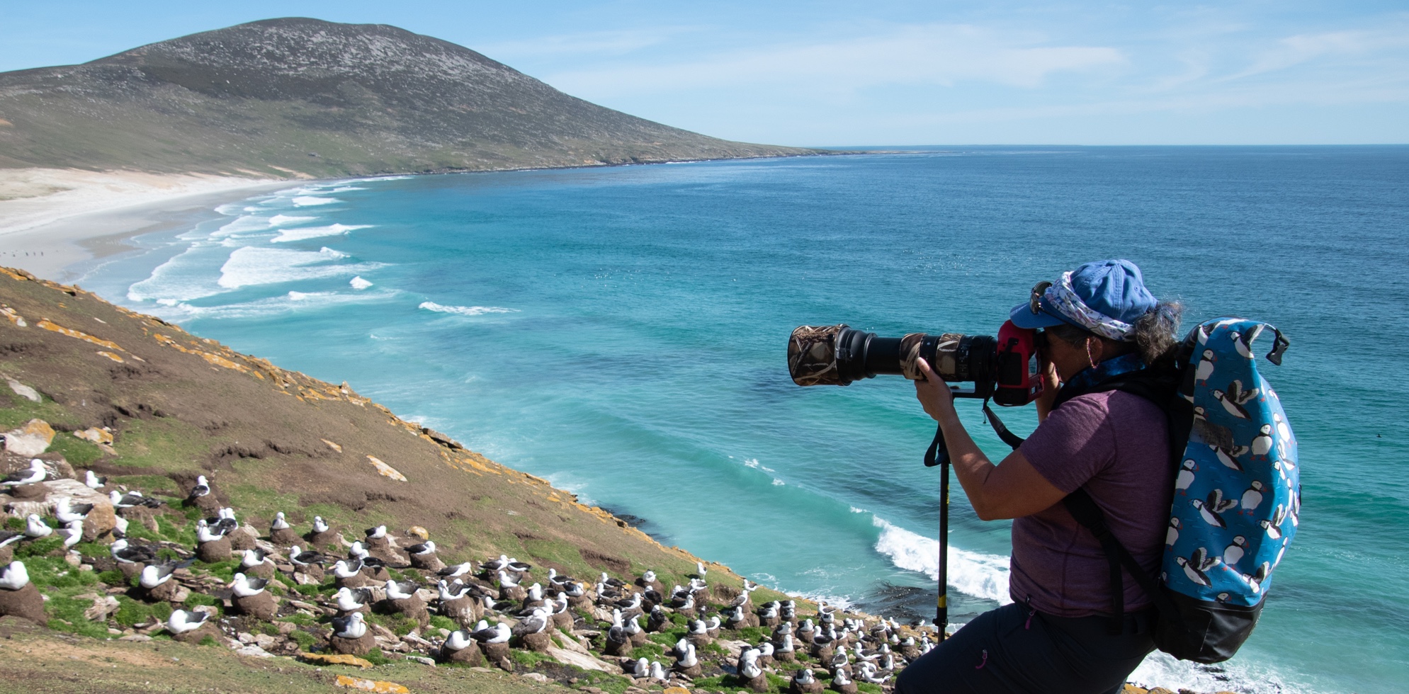 A wildlife photographer takes her shot at Saunders Island (the Neck in the Falklands). In the background is a rockhopper penguin colony and a long beach with blue sea