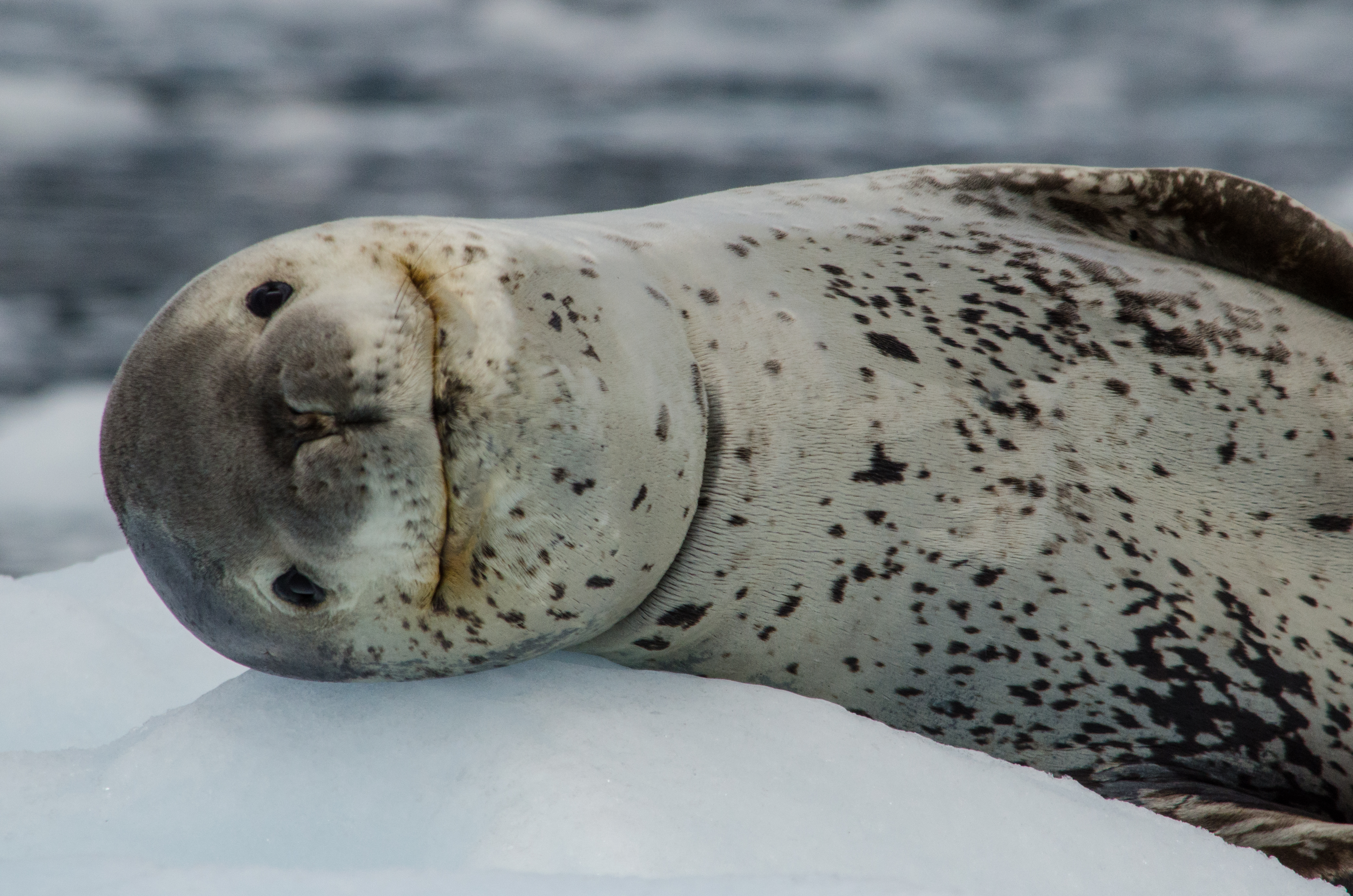Complete Antarctica: Fly In, Sail Out