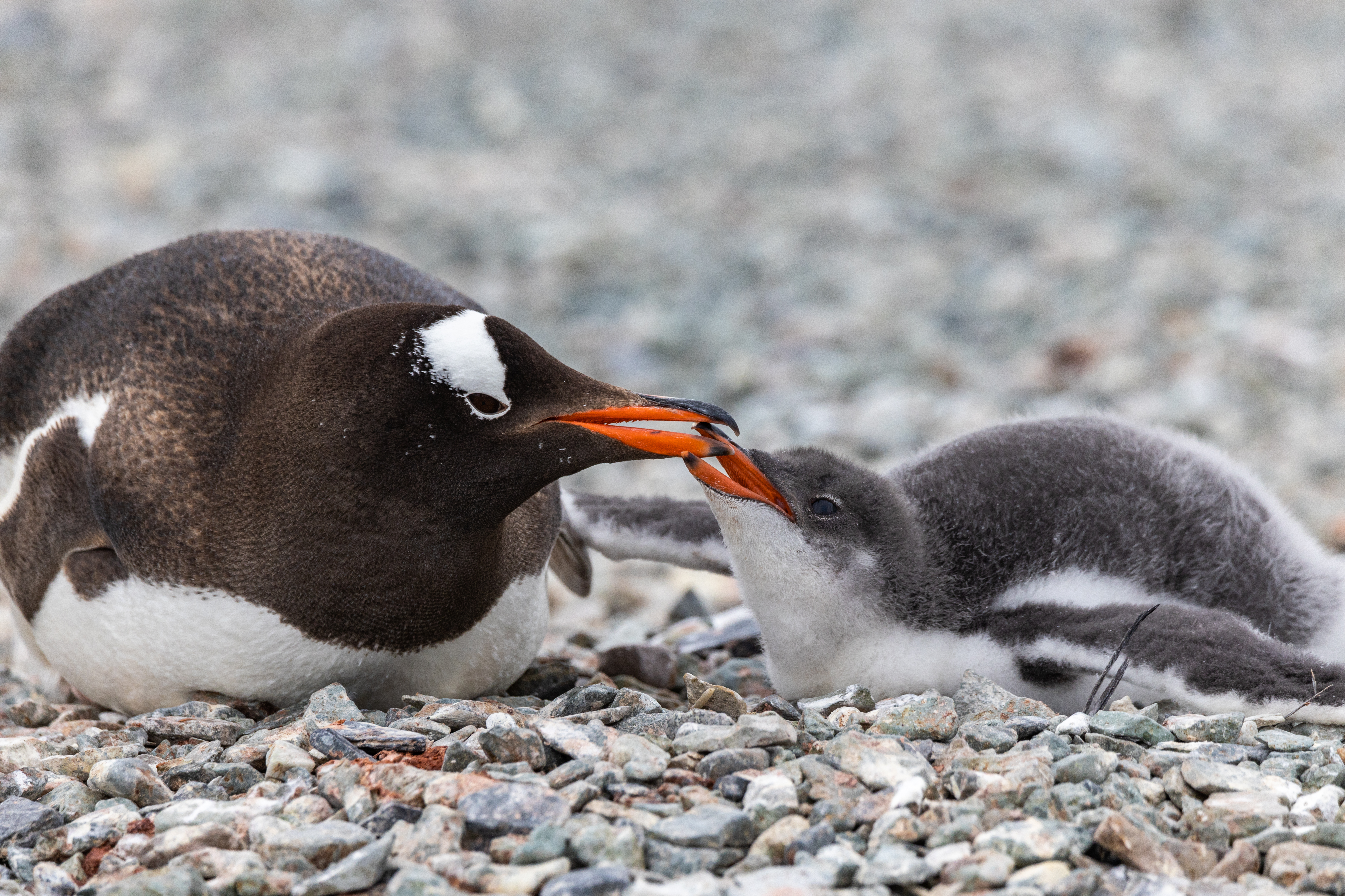 Complete Antarctica: Fly In, Sail Out