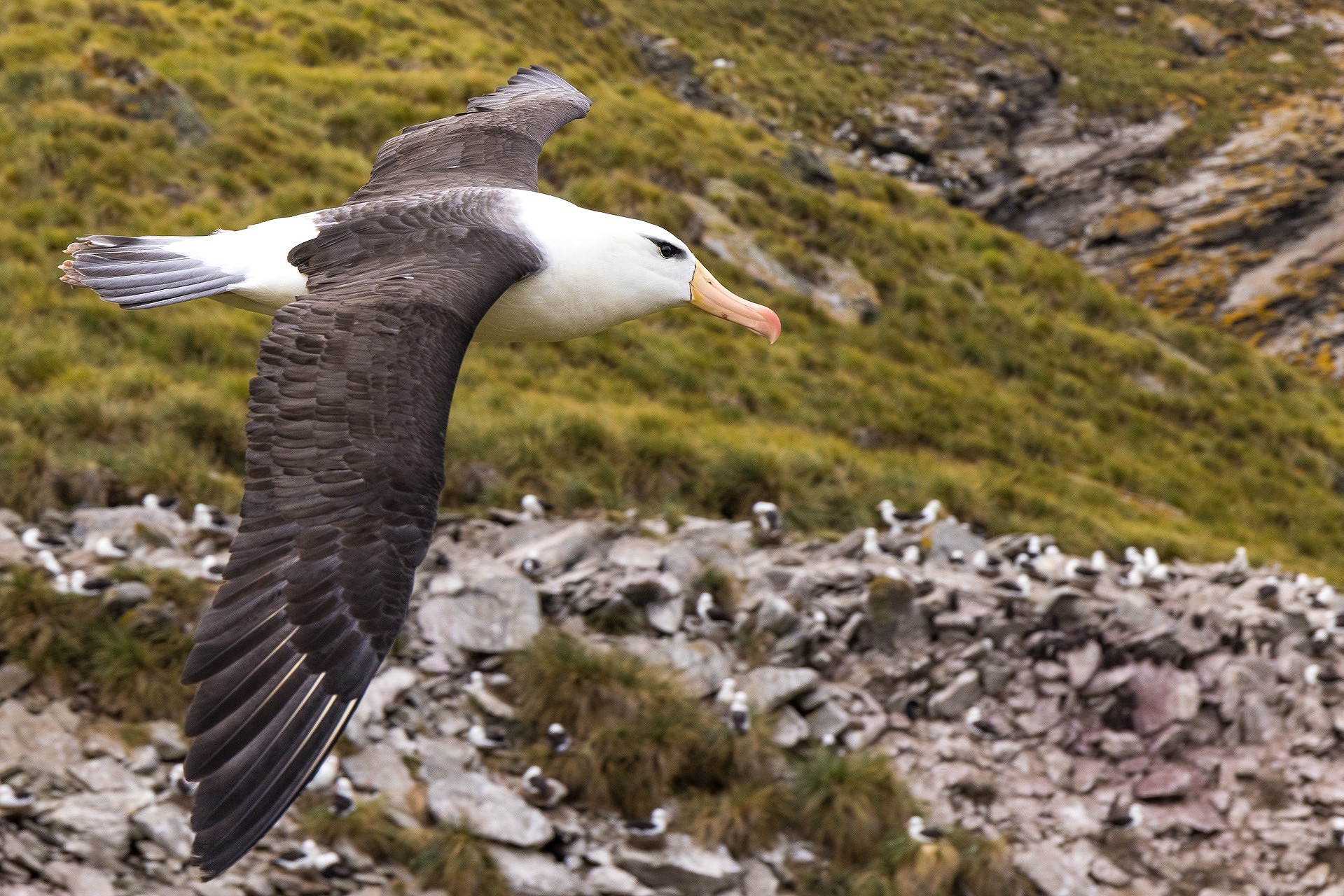 A black-browed albatross