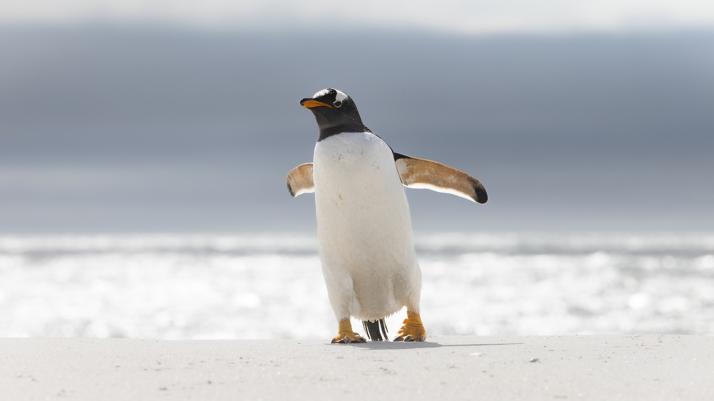 A lone gentoo penguin waddles along the beach