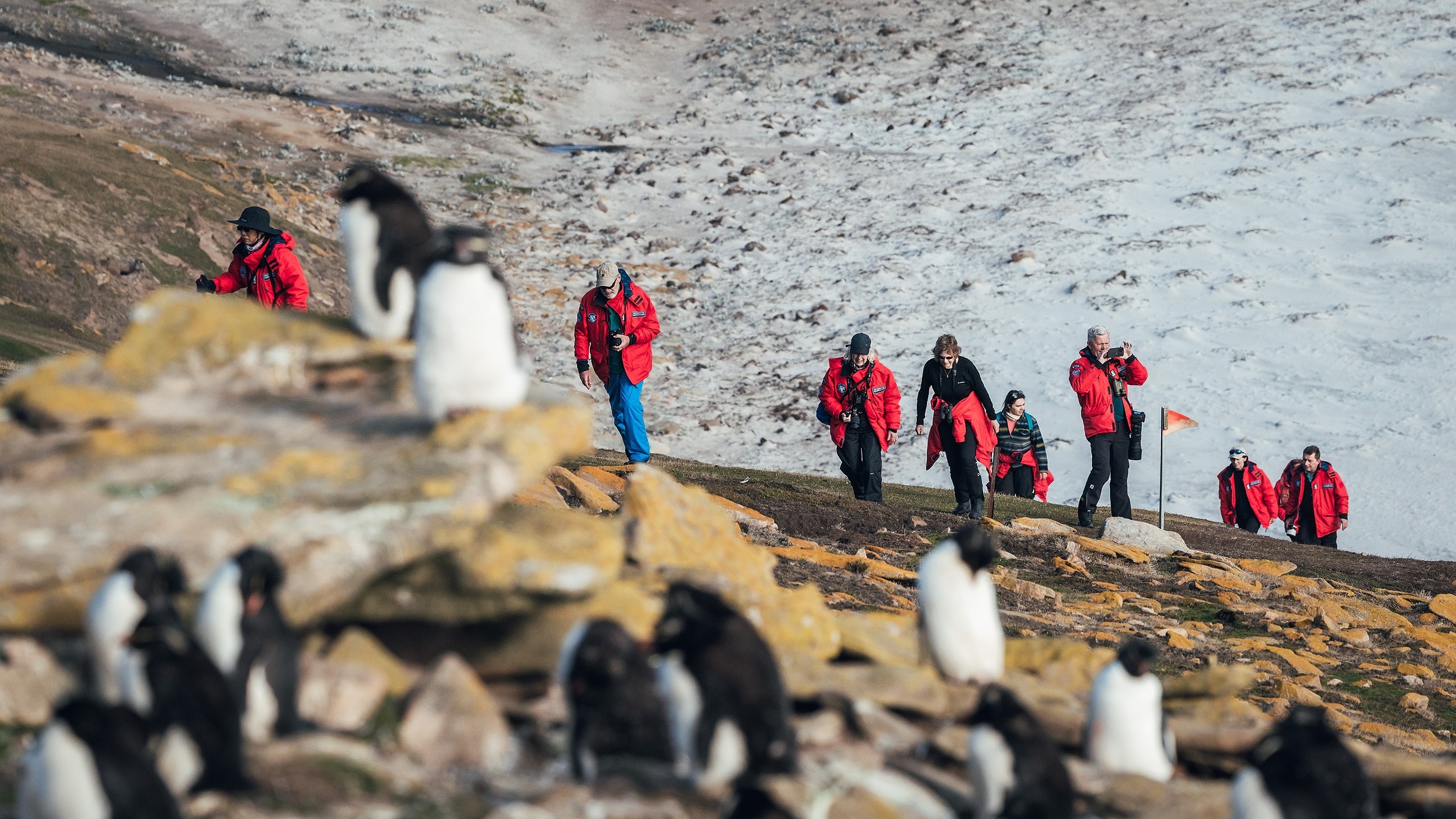 Eight hikers walk up a hill with a nearby penguin colony