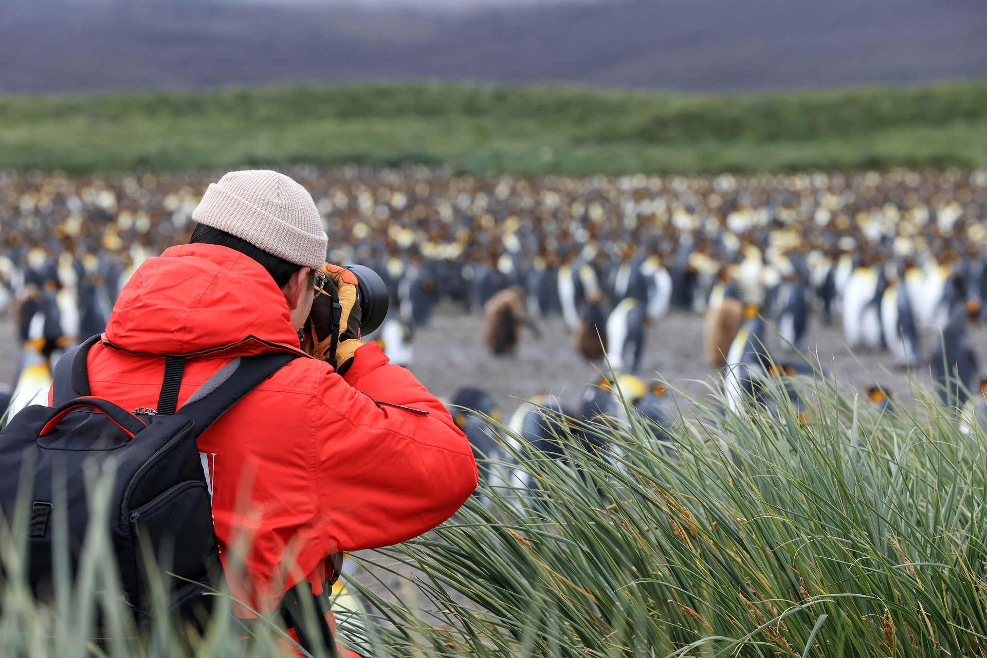 A photographer captures a king penguin colony
