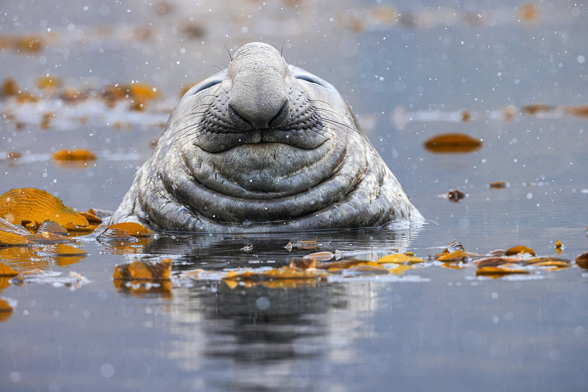 An elephant seal looking happy in the water