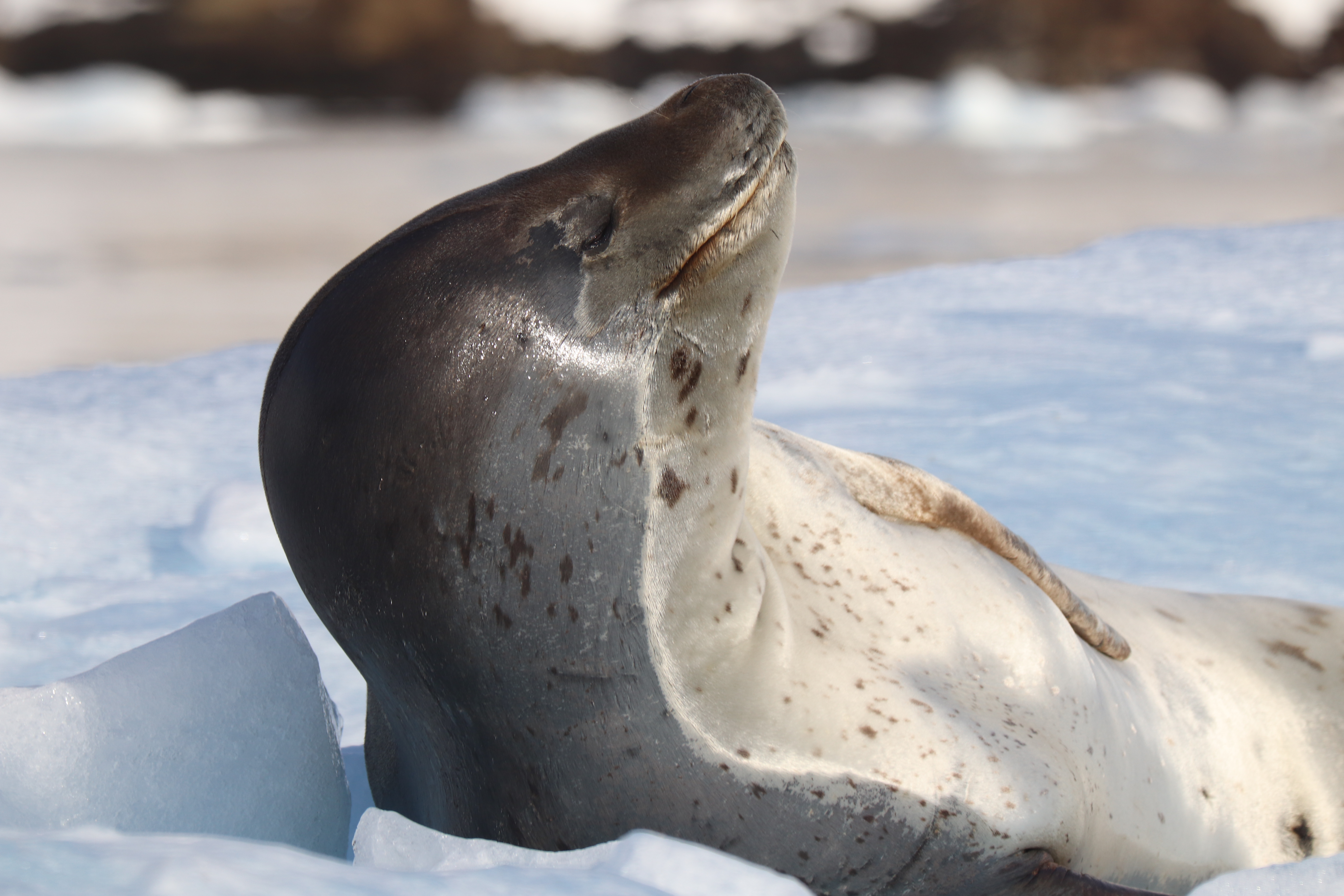 Expedition to Antarctica: Weddell Sea Cruise