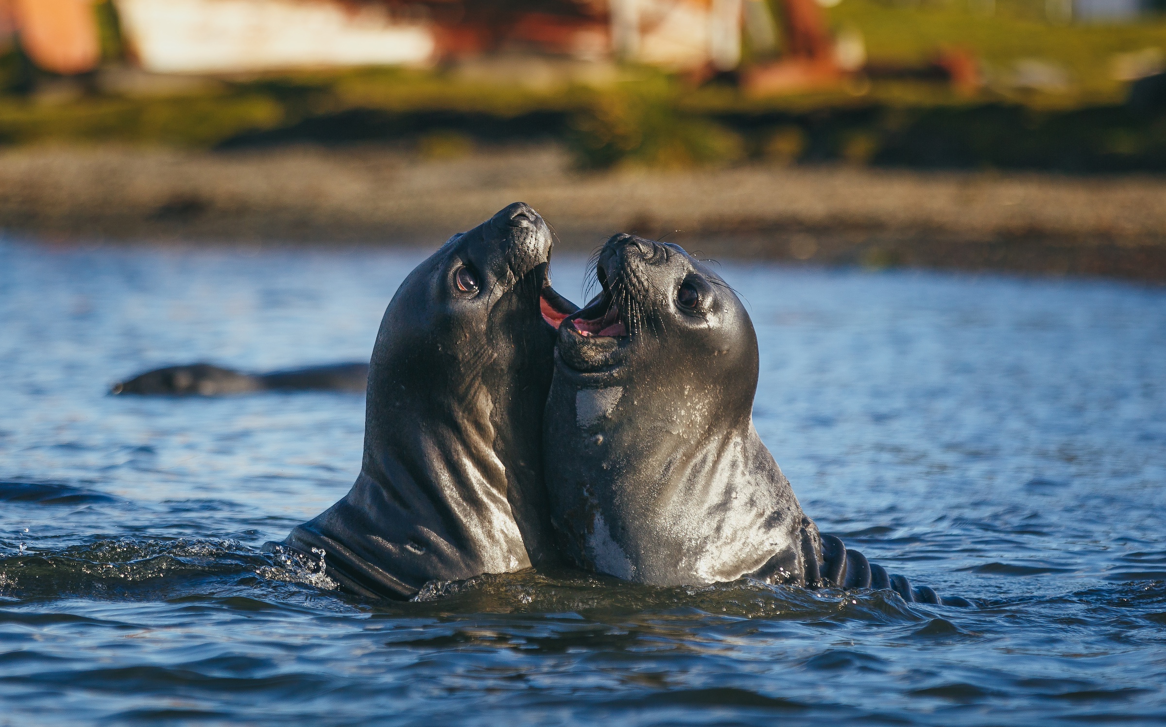 Female elephant seals