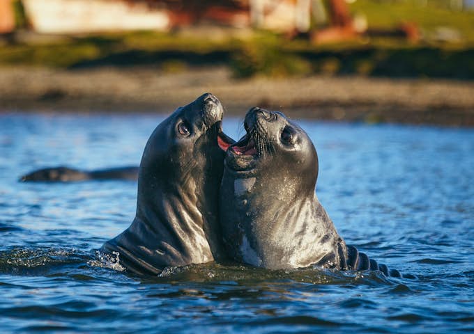 Female elephant seals