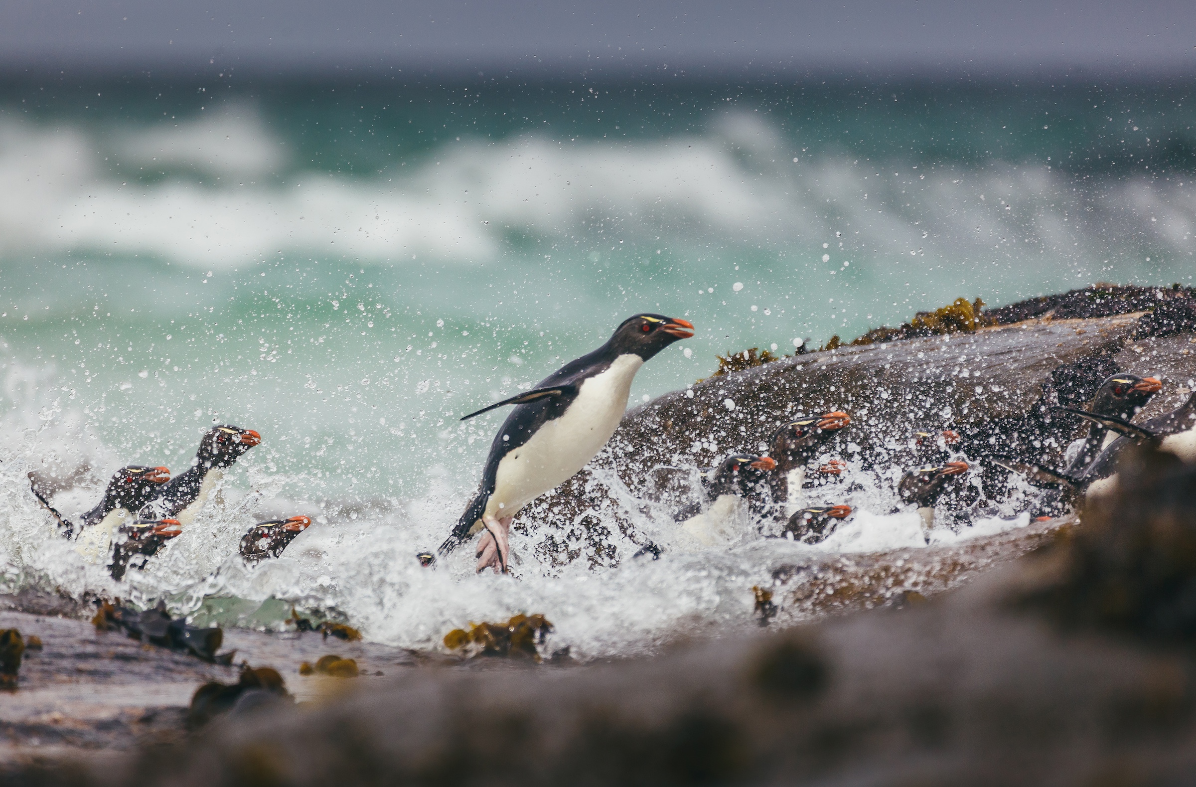 Macaroni penguins splash in the surf