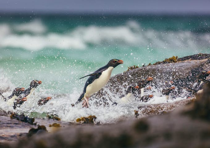 Macaroni penguins splash in the surf