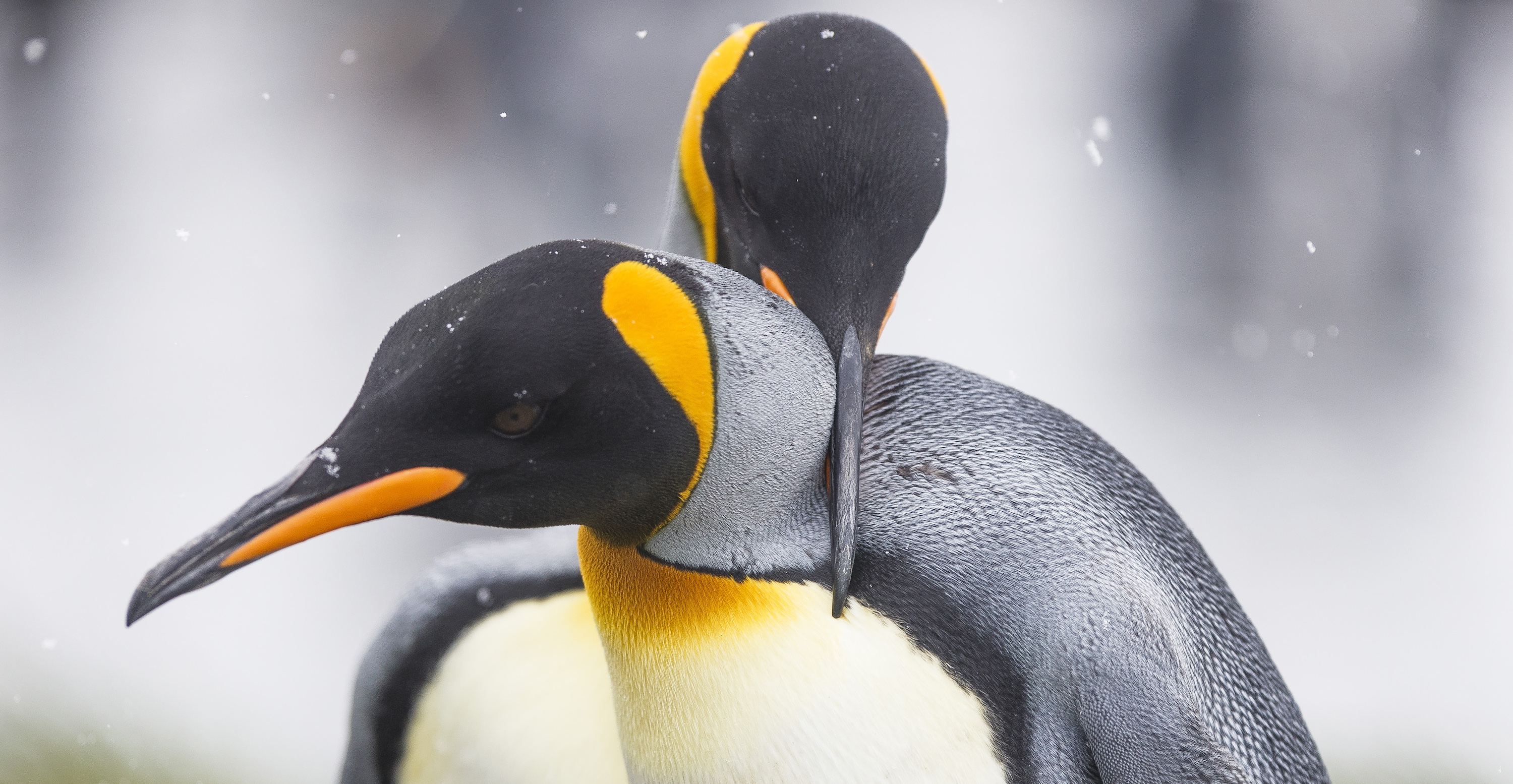 King penguins interact with one another
