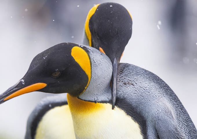 King penguins interact with one another