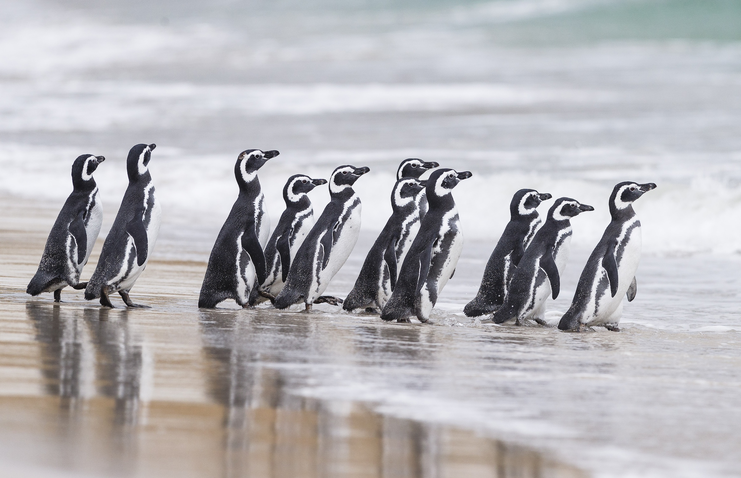 Magellanic penguins on a Falkands beach