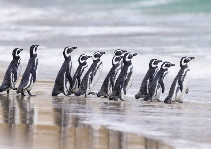 Magellanic penguins on a Falkands beach