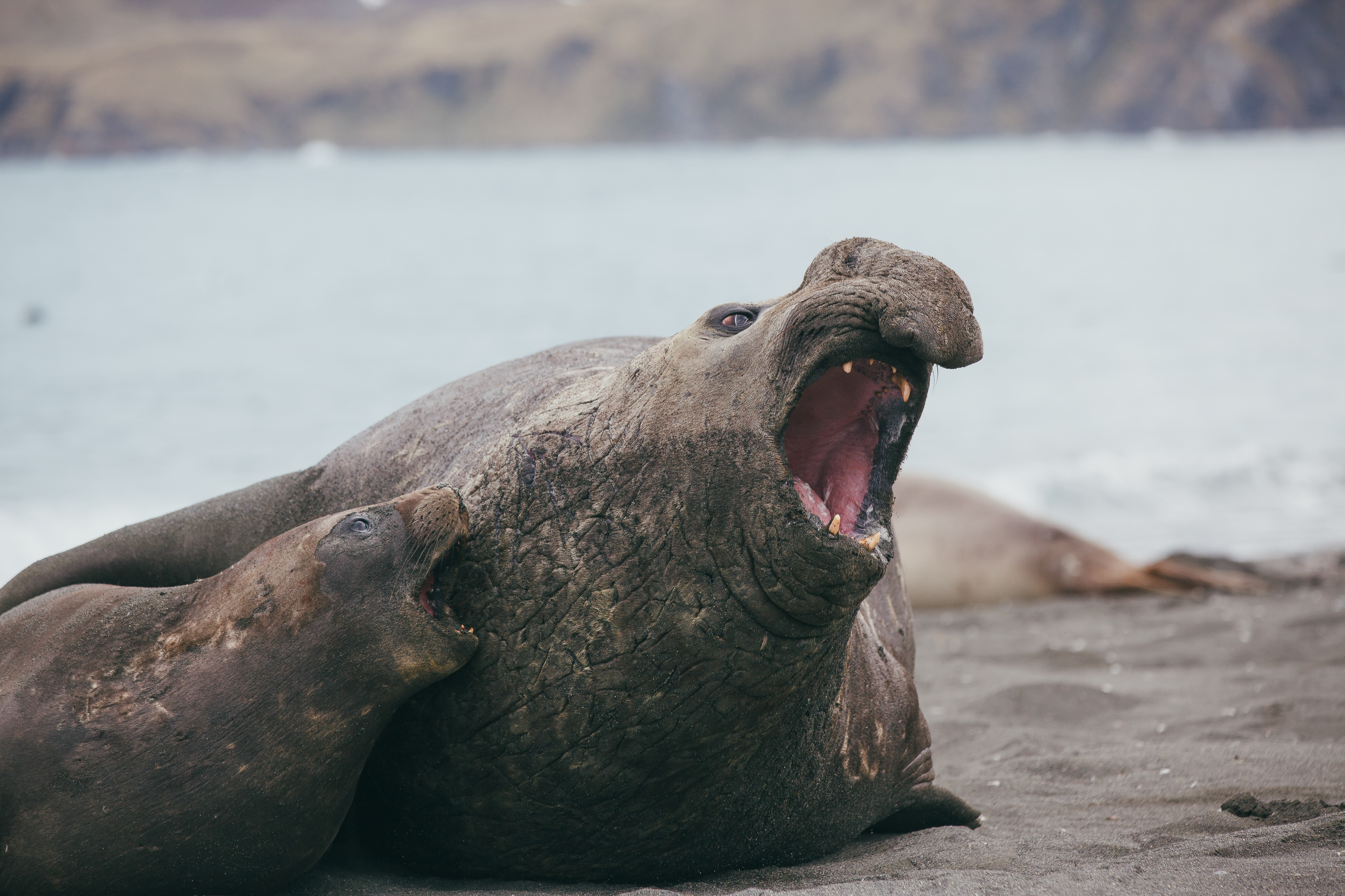 Penguins of the Far South: Falklands, South Georgia & Antarctica with special guest Billy Heaney