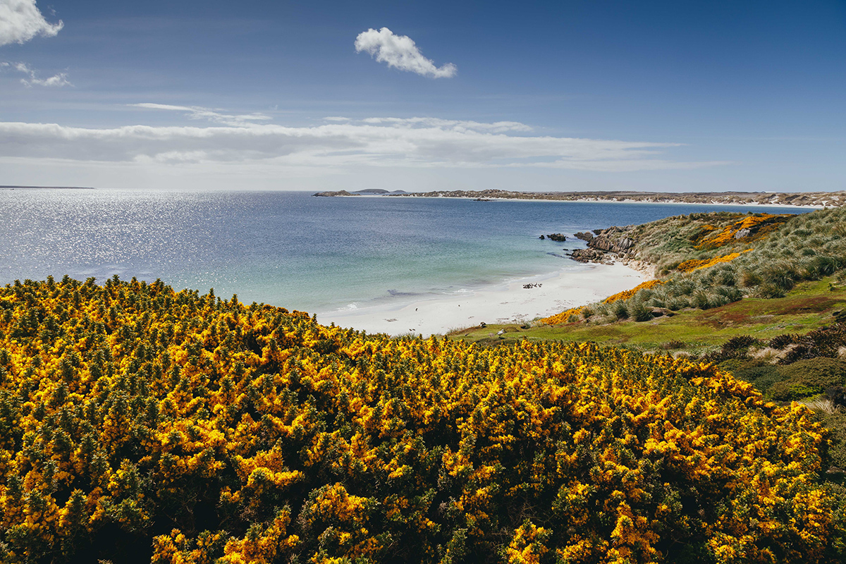 Penguins of the Far South: Falklands, South Georgia & Antarctica with special guest Billy Heaney