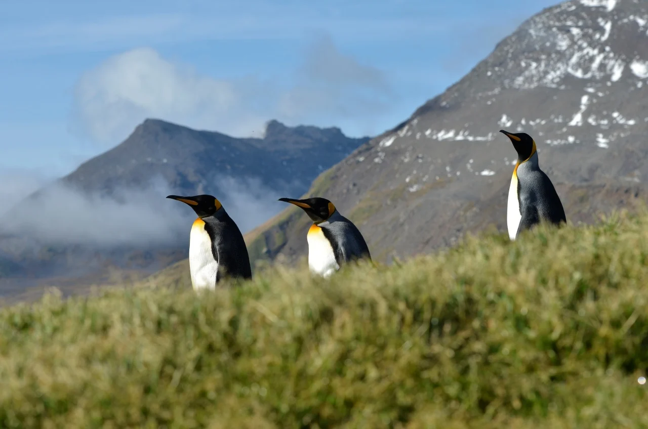 King penguins, St Andrew's Bay, South Georgia