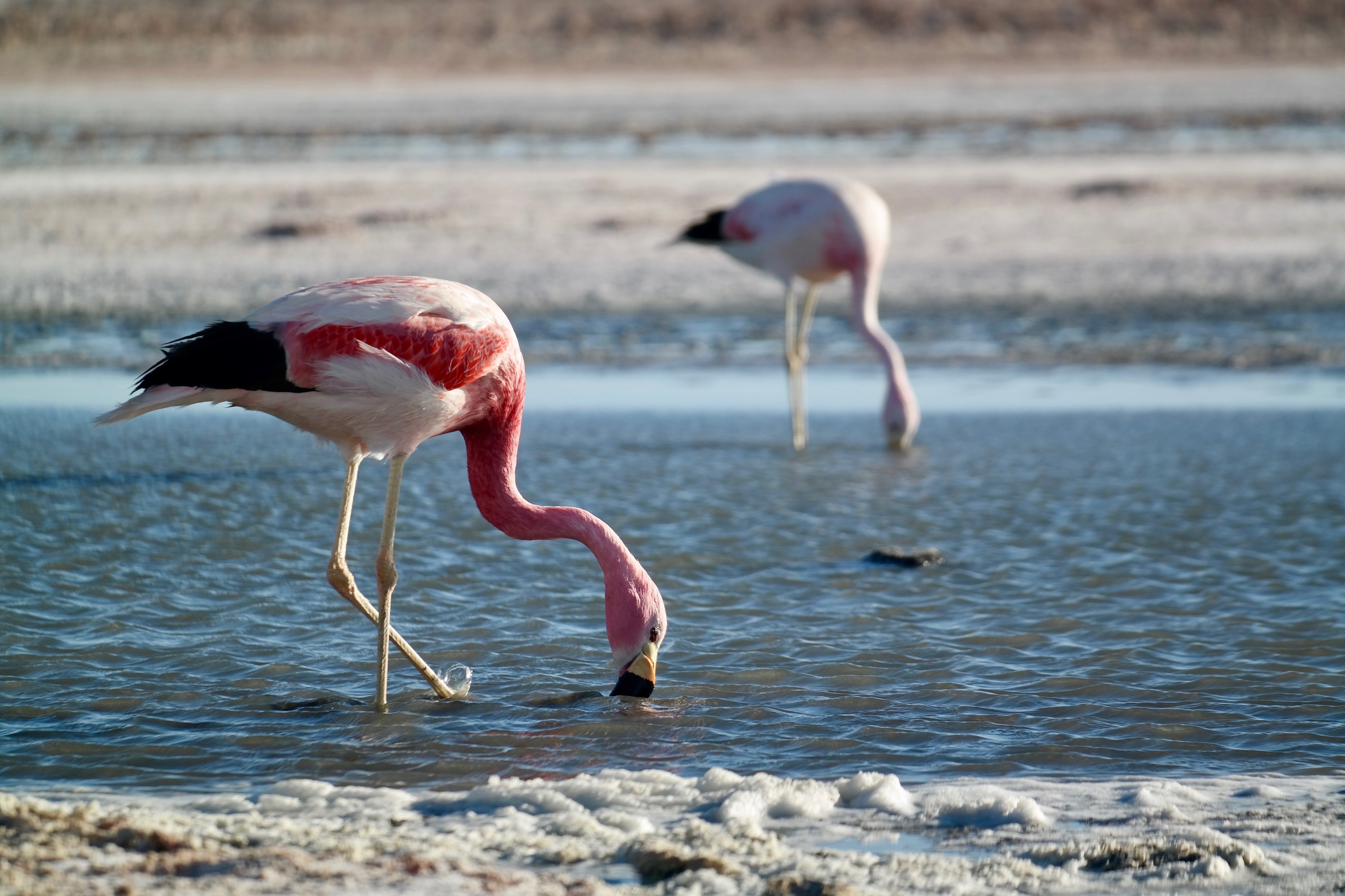 Atacama Desert Flamingoes feed in a salty lagoon