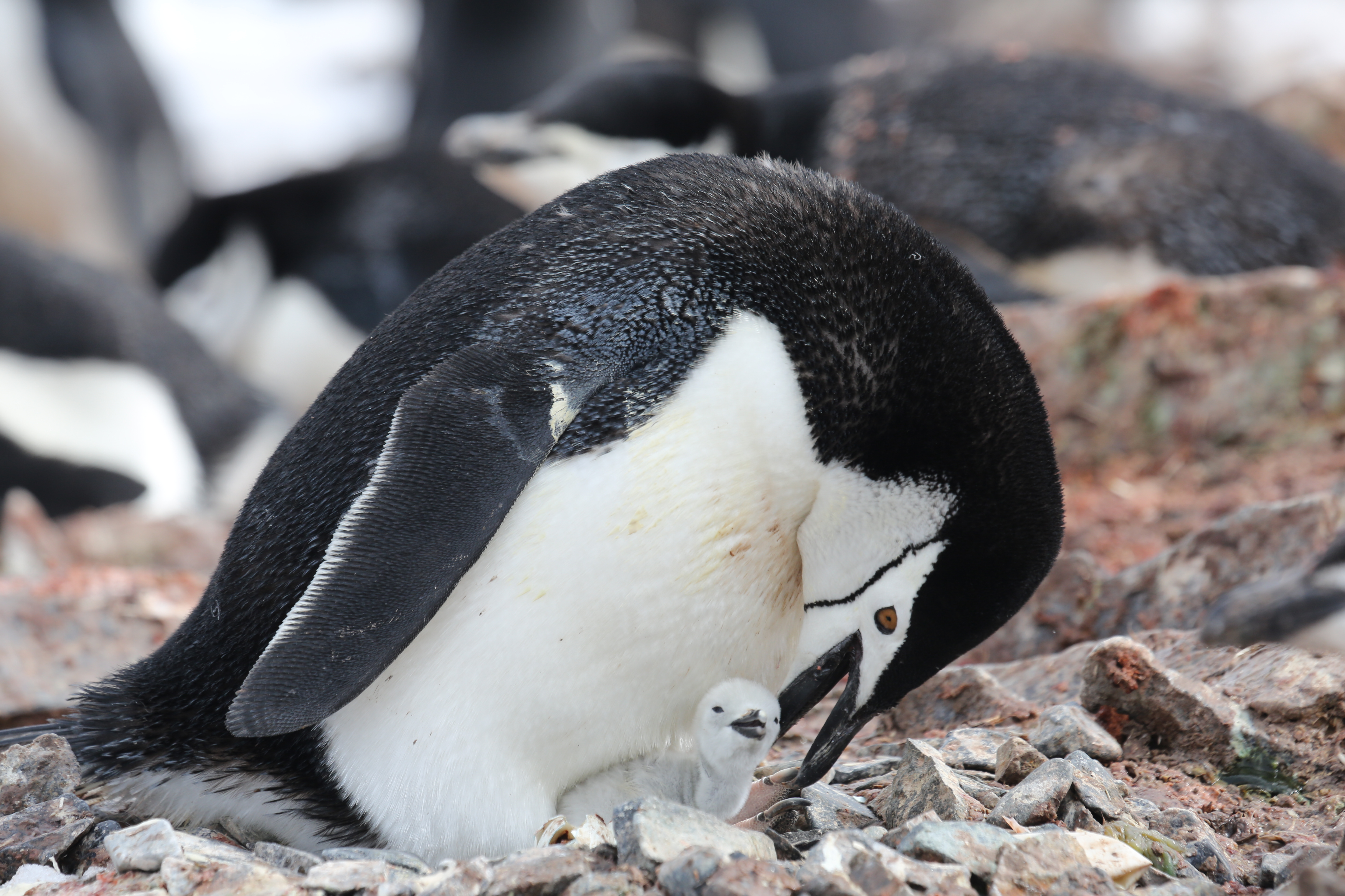Complete Antarctica: Sail In, Fly Out