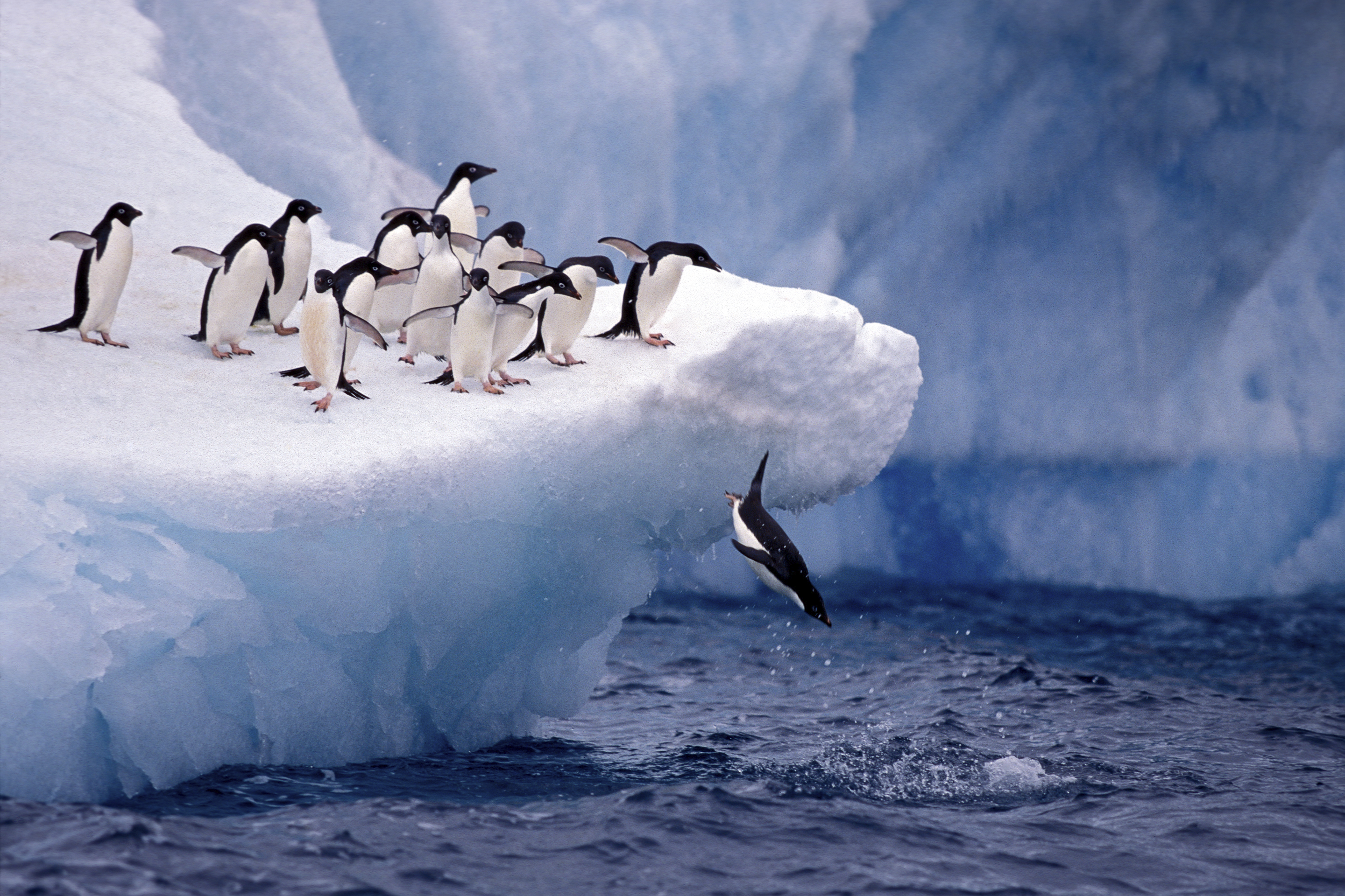 Complete Antarctica: Fly In, Sail Out