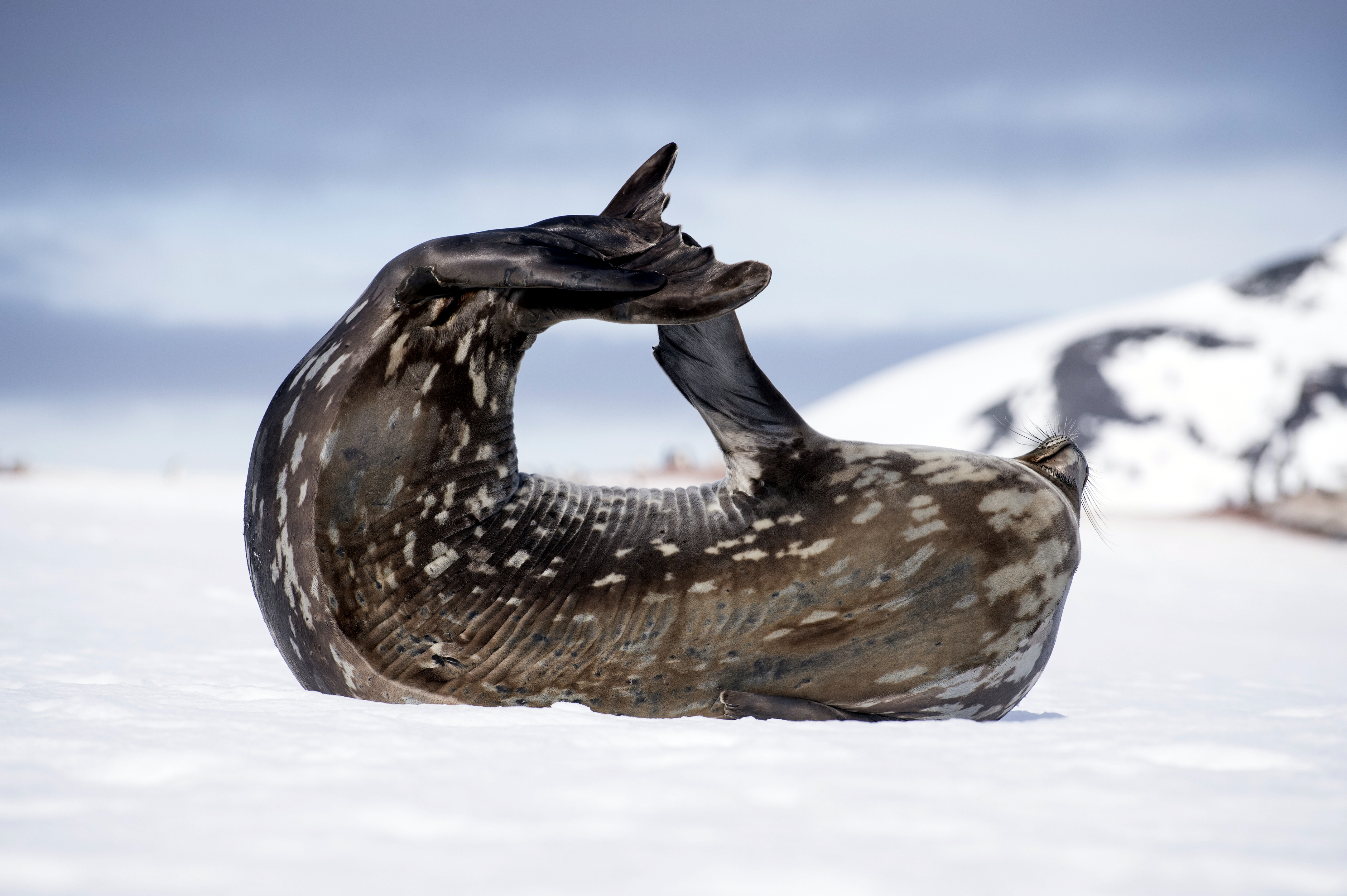 Complete Antarctica: Sail In, Fly Out