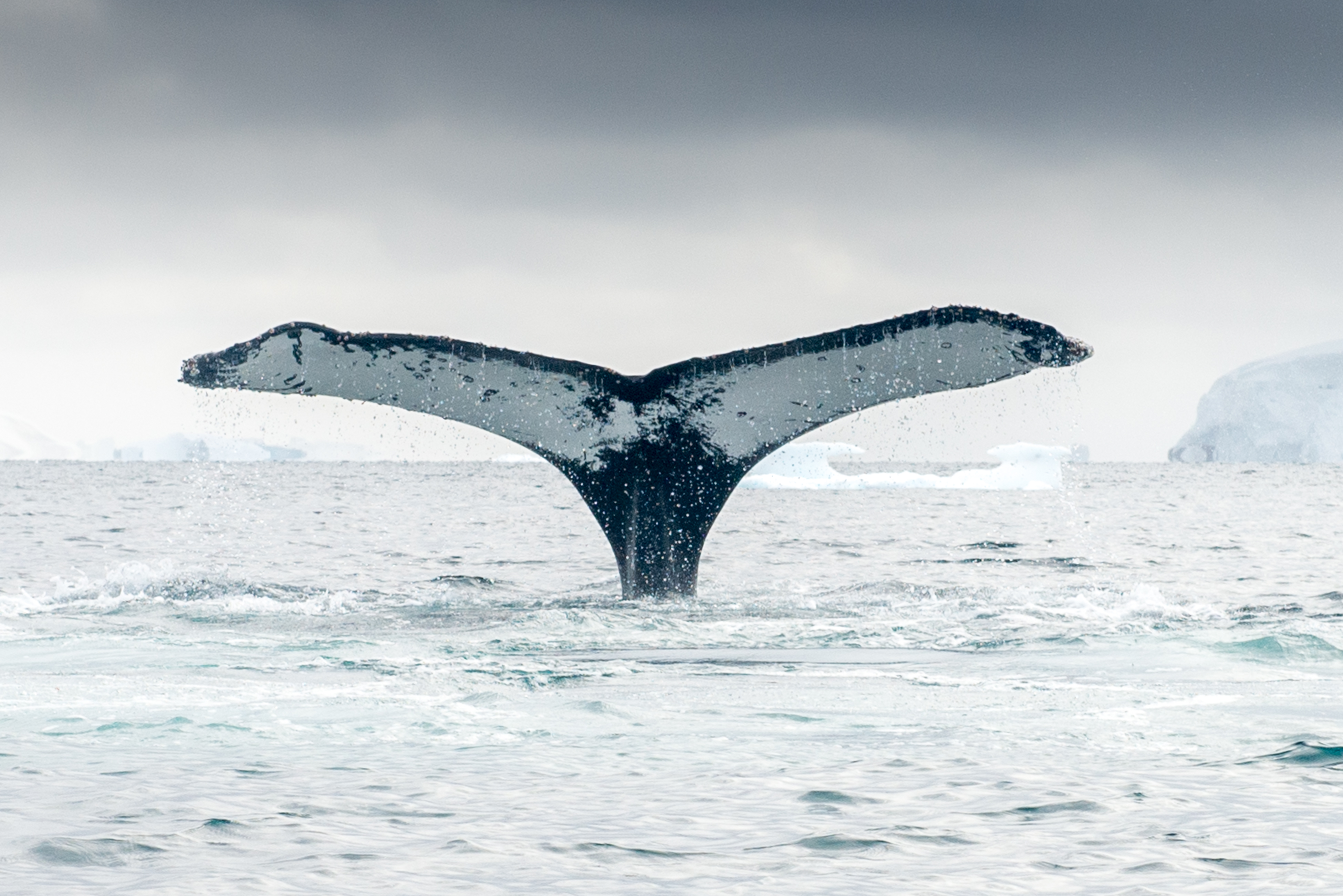 Complete Antarctica: Fly In, Sail Out